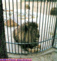 caged lion