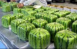 square watermelon