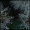 winterflowers.jpg
