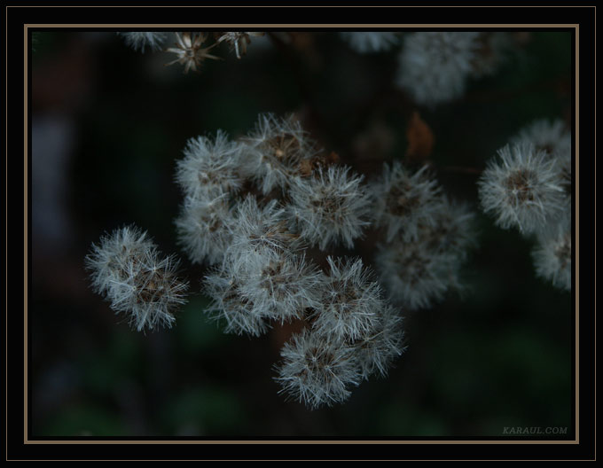 winterflowers.jpg
