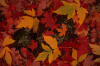 fall
